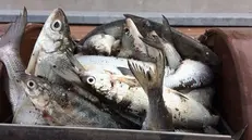 Alcuni esemplari di coregone, pesce tipico del lago di Garda