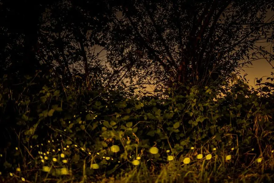 Le lucciole nei campi ad Azzano Mella