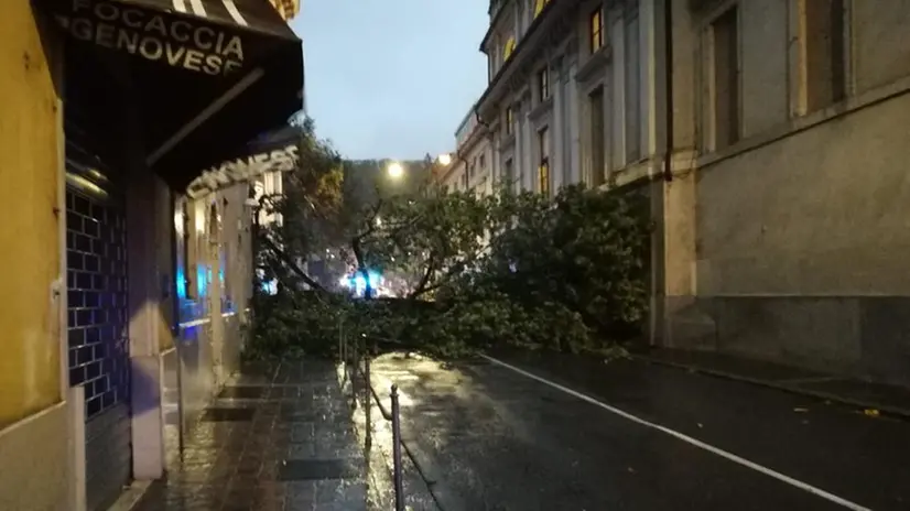 Via Mazzini cade un albero, strada bloccata - © www.giornaledibrescia.it