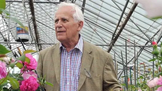 David Austin  @ davidaustinroses