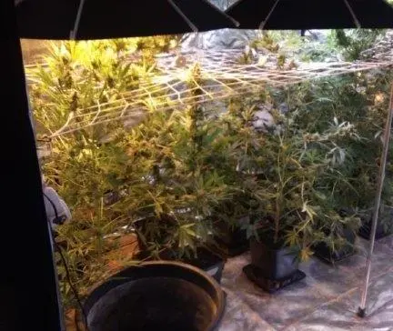 Coltivazione di marijuana in garage