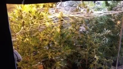 Coltivazione di marijuana in garage
