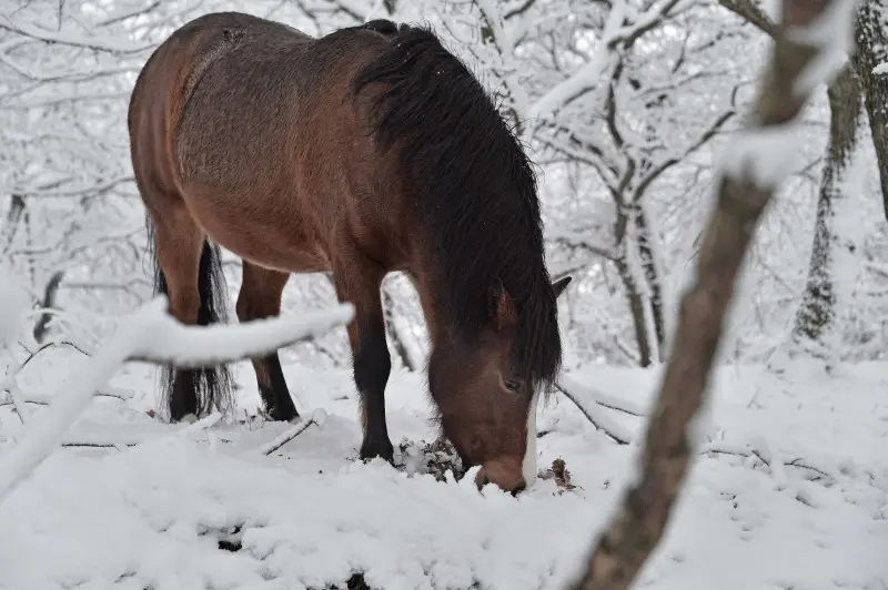 Neve in Maddalena