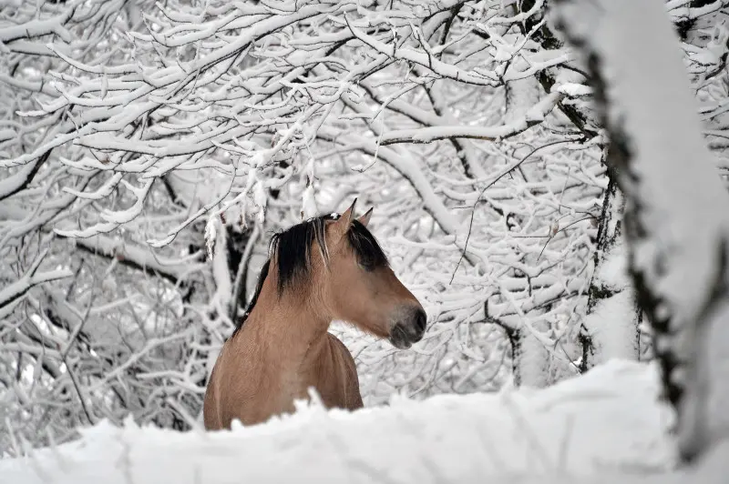 Neve in Maddalena