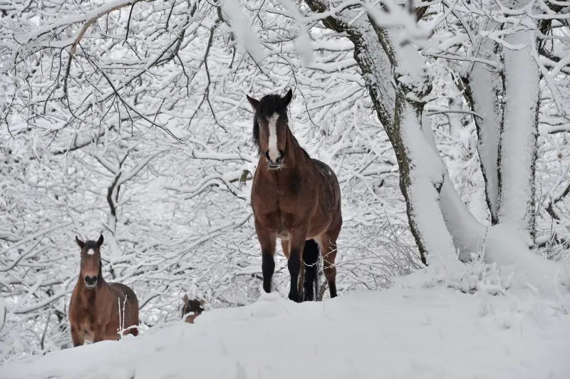 Neve in Maddalena