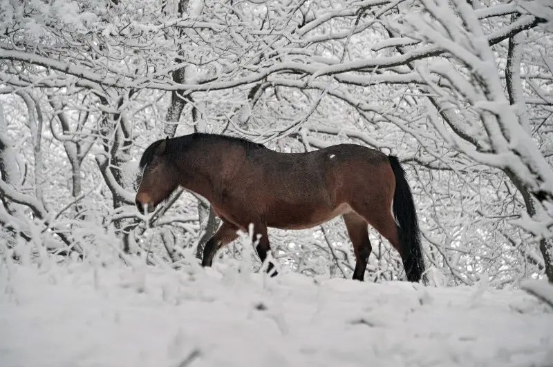 Neve in Maddalena