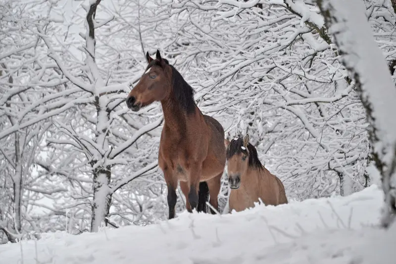 Neve in Maddalena