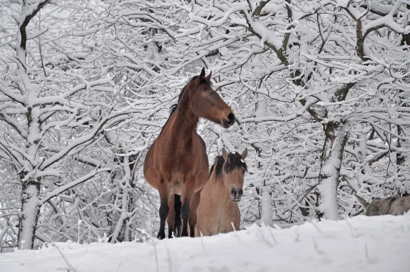 Neve in Maddalena