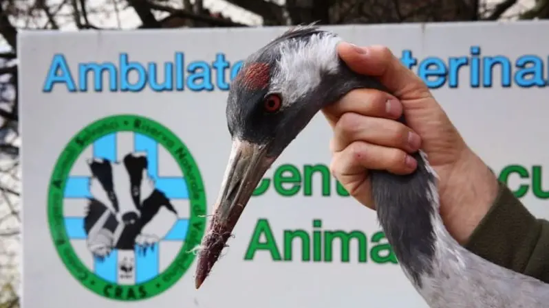 Gru presa a fucilate e abbattuta a Dello, salvata dal Wwf