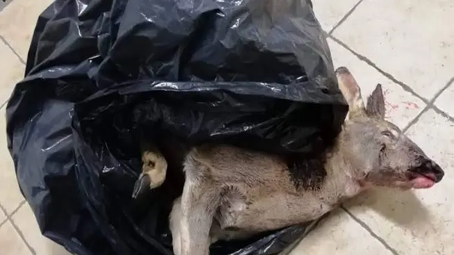 Femmina di capriolo uccisa da un bracconiere