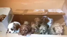 I cuccioli di cane salvati dalla Polstrada