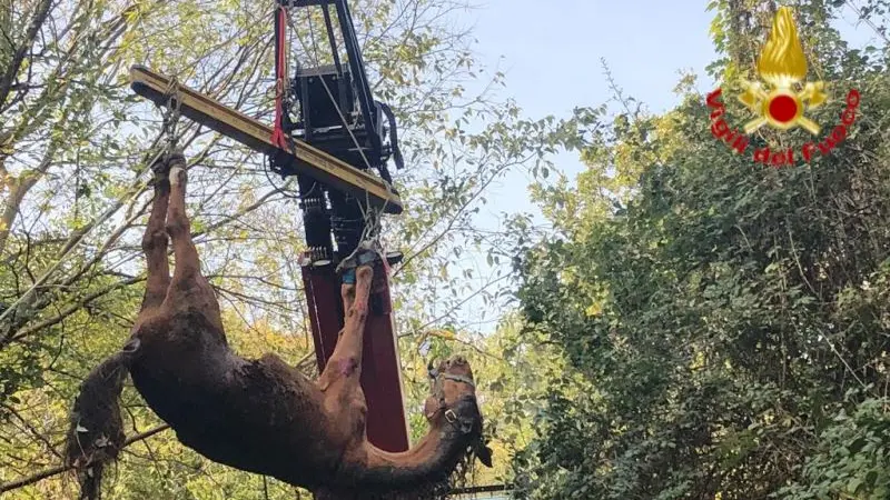 Vvf del Saf, dall'esercitazione in quota al cavallo caduto nel fosso