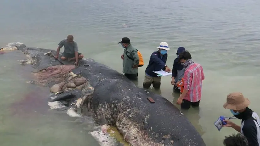 Il capodoglio trovato morto in Indonesia
