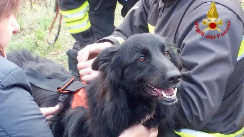 Mia, la cagnolina caduta alle Piramidi di Zone, salvata dai Vvf