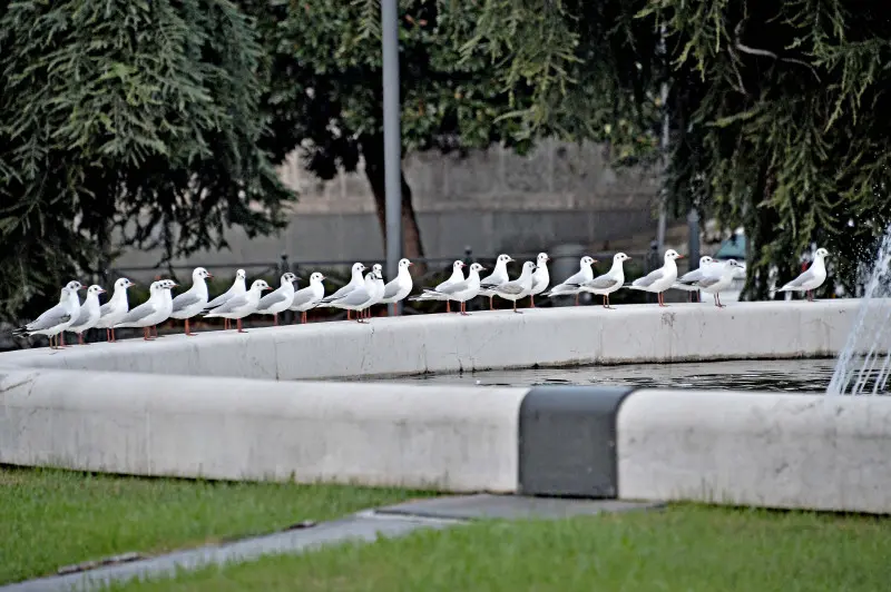 Stormo di Gabbianelle in città