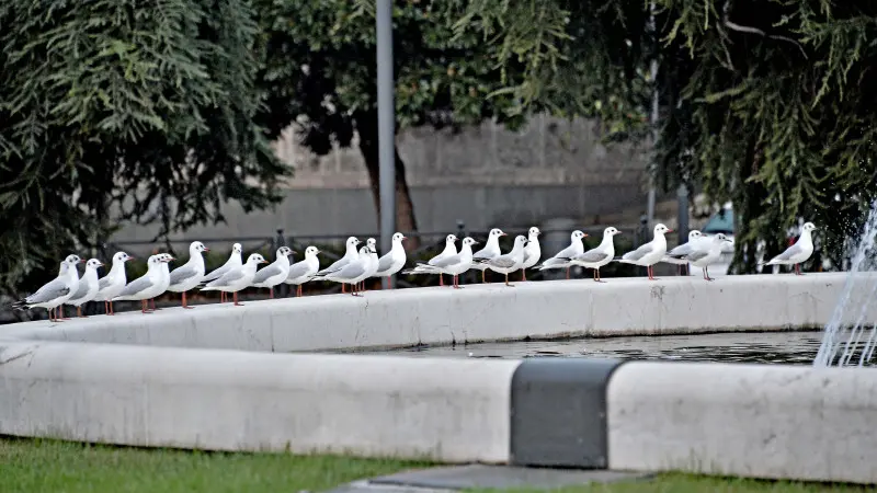 Stormo di Gabbianelle in città