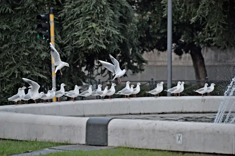 Stormo di Gabbianelle in città