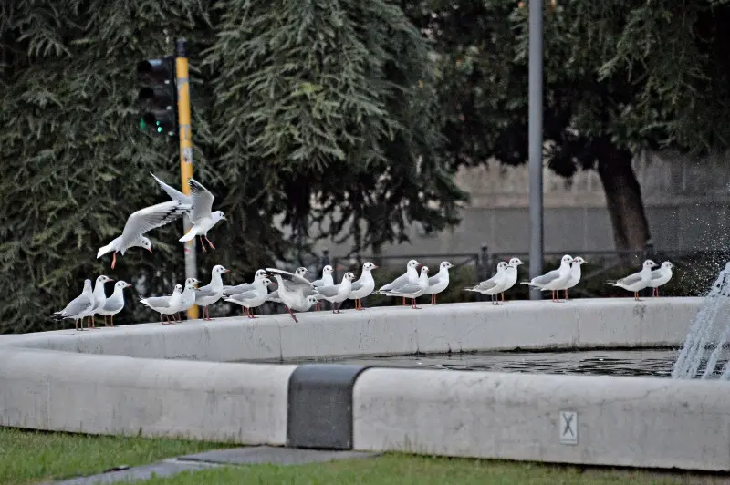 Stormo di Gabbianelle in città