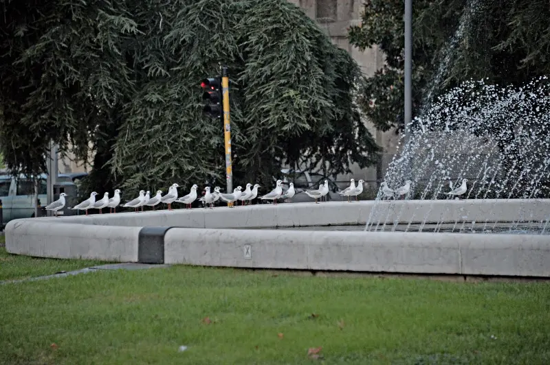 Stormo di Gabbianelle in città