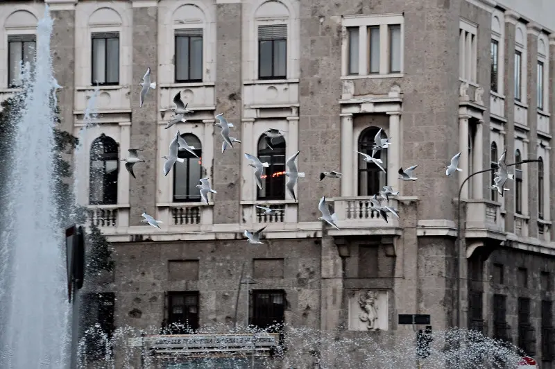 Stormo di Gabbianelle in città