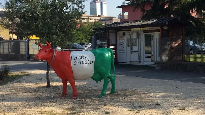 Una nuova mucca tricolore per il punto latte