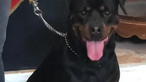 In forza all'Unità cinofila ci sarà Elsa, rottweiler di un anno e mezzo