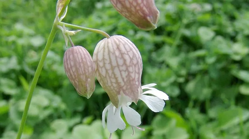 La Silene vulgaris