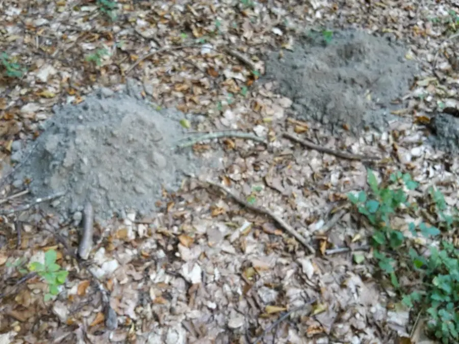 I rifiuti nel bosco sopra Tignale