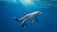 Un delfino nuota nel mare (archivio) - © www.giornaledibrescia.it