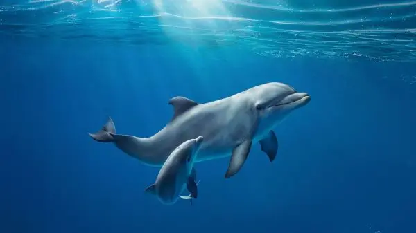 Un delfino nuota nel mare (archivio) - © www.giornaledibrescia.it