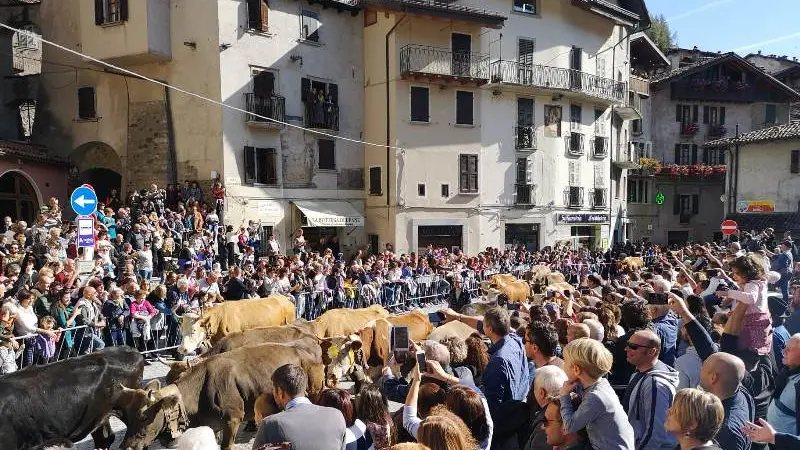 Bagolino, si rinnova il rito della transumanza - © www.giornaledibrescia.it