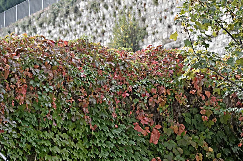 La città si veste d'Autunno -    Foto Pierre Putelli/Neg © www.giornaledibrescia.it