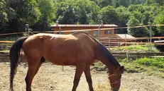 Tra i beni sequestrati, anche un cavallo da corsa - © www.giornaledibrescia.it