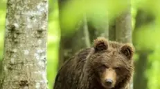 L’orso si spinge fin sul Garda trentino - Foto di repertorio