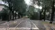 Via Tommaseo alberi caduti