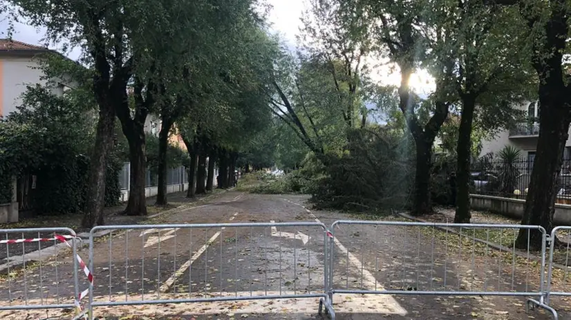 Via Tommaseo alberi caduti