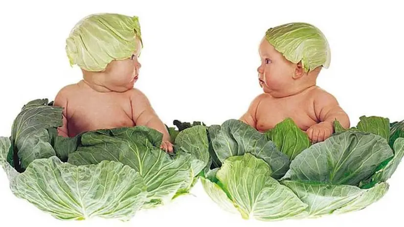 Foto Anne Geddes