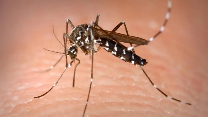 La malattia è trasmessa dalla zanzara comune