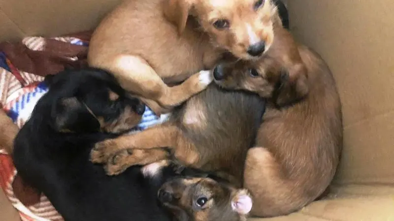 I quattro cuccioli abbandonati ritrovati dalla Locale alla Pendolina - © www.giornaledibrescia.it