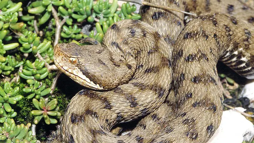 Una vipera. In ospedale, dopo la rimozione dell’eventuale bendaggio compressivo, si attribuisce la classe di gravità, verificando la copertura antitetanica e l’eventuale profilassi - Foto di archivio