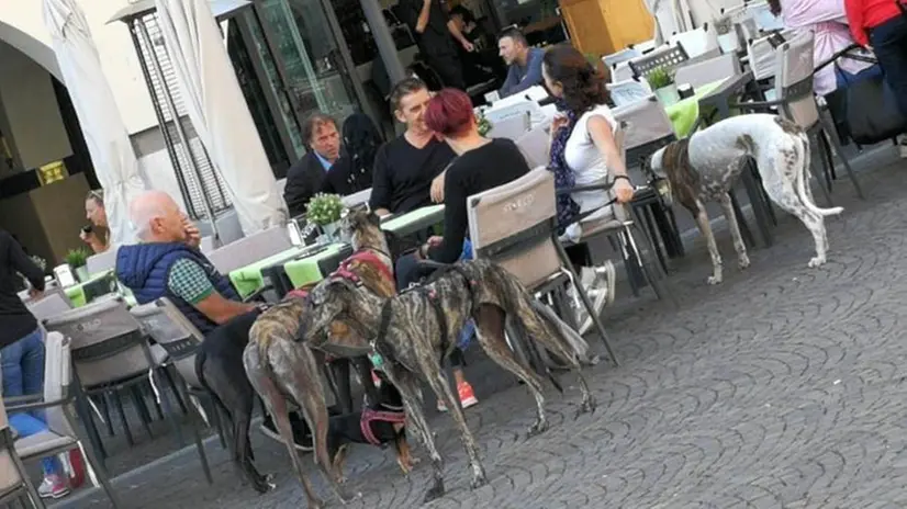 Levrieri in piazza Paolo VI, per la passeggiata di sensibilizzazione