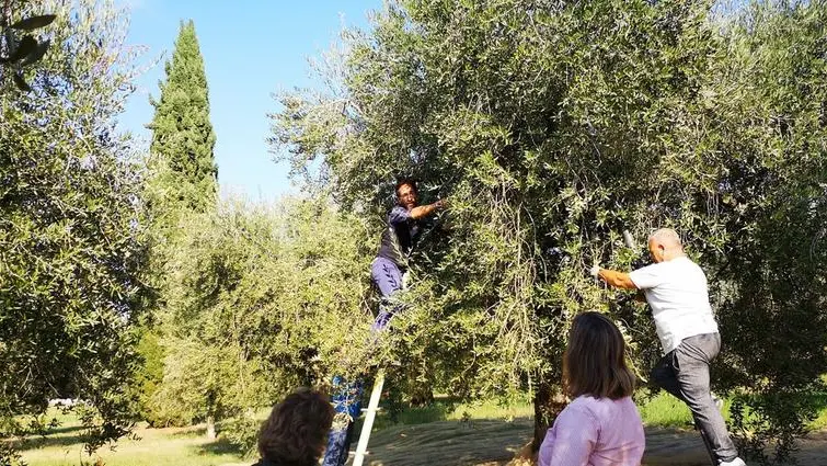 Annata memorabile. La raccolta delle olive sul Garda