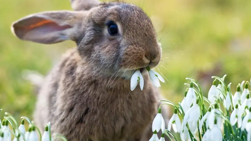 Un coniglio e una capra sono state le mascotte della festa dei coscritti del 2000