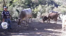 Vita tra gli animali. Michele Franzese, 41 anni, con le sue mucche