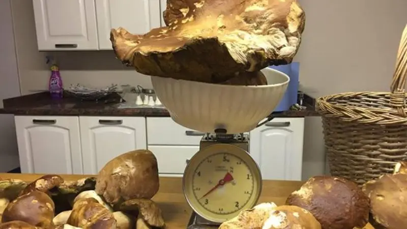 Fungo porcino da oltre 3 kg trovato da un lettore
