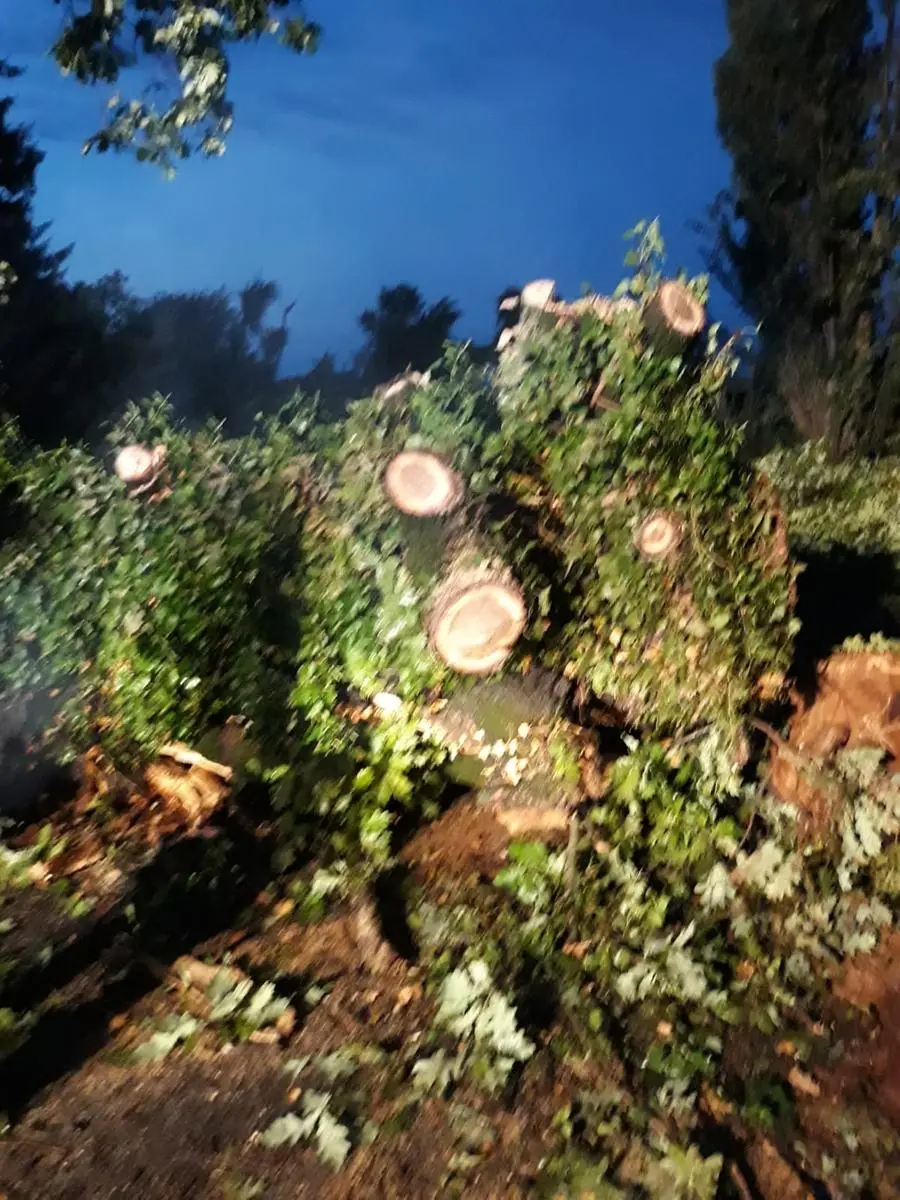 Allagamenti e alberi caduti: gli interventi dei Vigili del fuoco