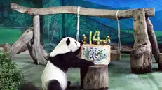 Torta di compleanno per Yuan Yuan e Tuan Tuan