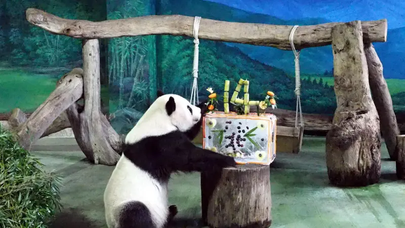 Torta di compleanno per Yuan Yuan e Tuan Tuan
