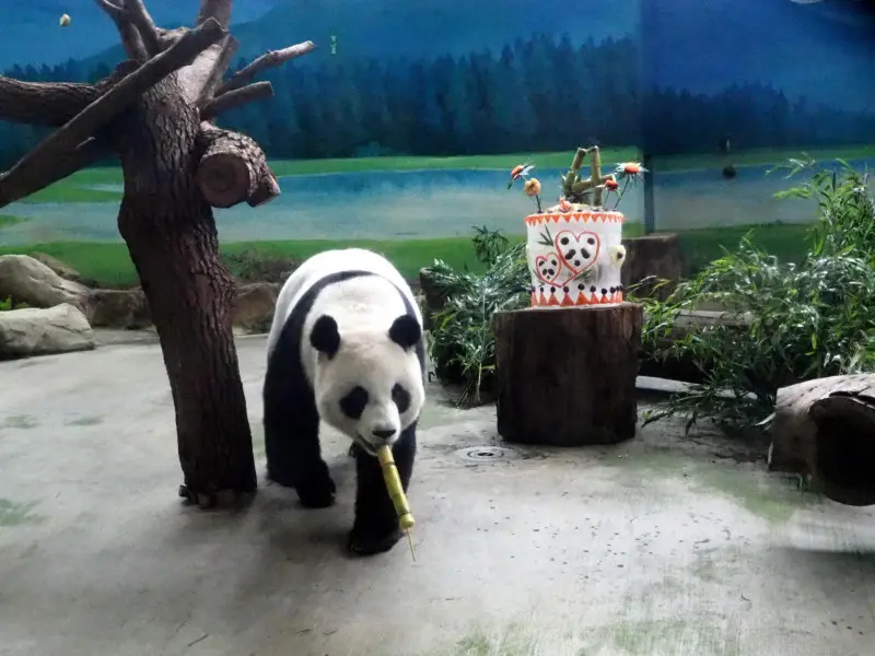 Torta di compleanno per Yuan Yuan e Tuan Tuan