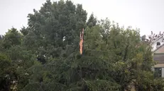 Parco Passo Gavia, il fulmine spezza in due l'albero